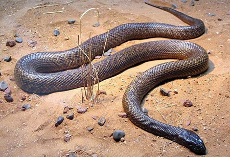 تصاویر خطرناک ترین جانوران استرالیا, معرفی مرگبارترین جانوران استرالیا