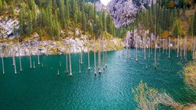 عجیب ترین دریاچه دنیا با درختانی وارونه