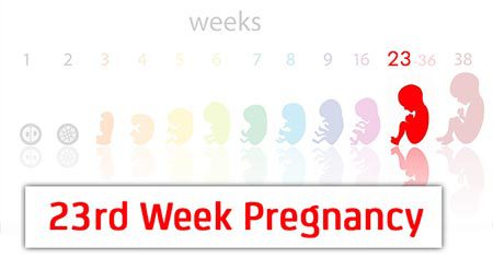 اندازه جنین در هفته بیست و سوم بارداری