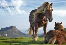 آشنایی با اسب پونی، یک نژاد بسیار زیبا
