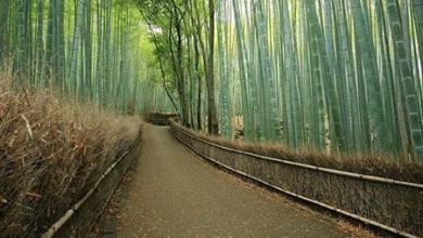 جنگل زیبا و محصور کننده بامبوی ژاپن