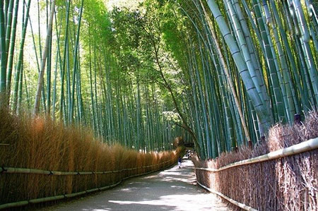 عکس های جنگل بامبو در ژاپن