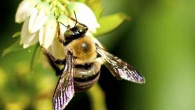 ساخت آنتی بیوتیک جدید به کمک زنبور عسل