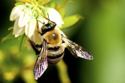 فواید زنبورهای عسل,نحوه ساخت آنتی بیوتیک