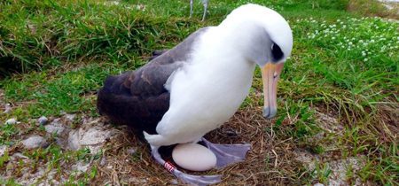 عکس کهنسال ترین پرنده وحشی جهان,تخم گذاری کهنسال ترین پرنده وحشی جهان