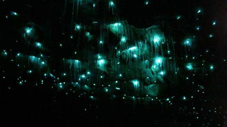 غار کرم های شب تاب,غار ویتومو در نیوزلند,کرم شب تاب