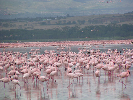 کنیا,کشور کنیا,پارک ملی ناکورو