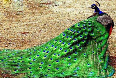 داستانک پر زيبا دشمن طاووس