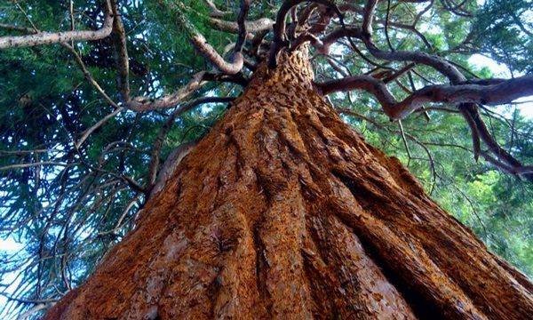 پیرترین درخت جهان, پیرترین درخت جهان را کجا می‌توان دید؟