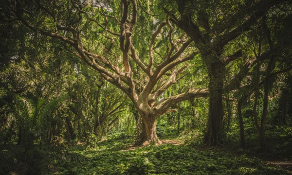 پیرترین درخت جهان, پیرترین درخت جهان را کجا می‌توان دید؟