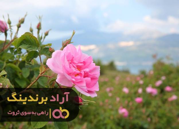 , گل محمدی کویر زندگی ام را گلستان کرد