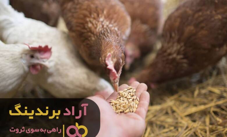 آرمان هایت را با دان جوجه زندگی کن
